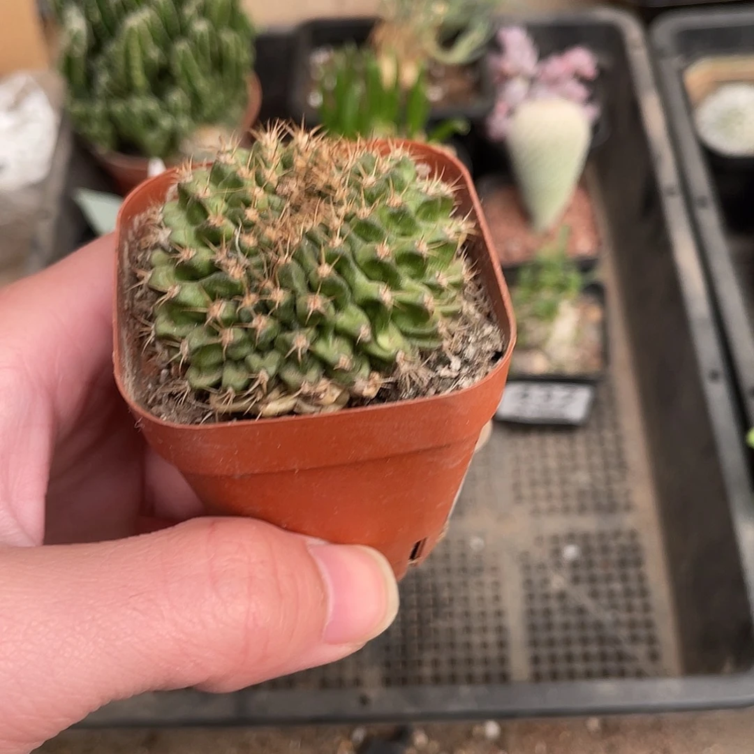 翠皇冠缀化（满18包邮）