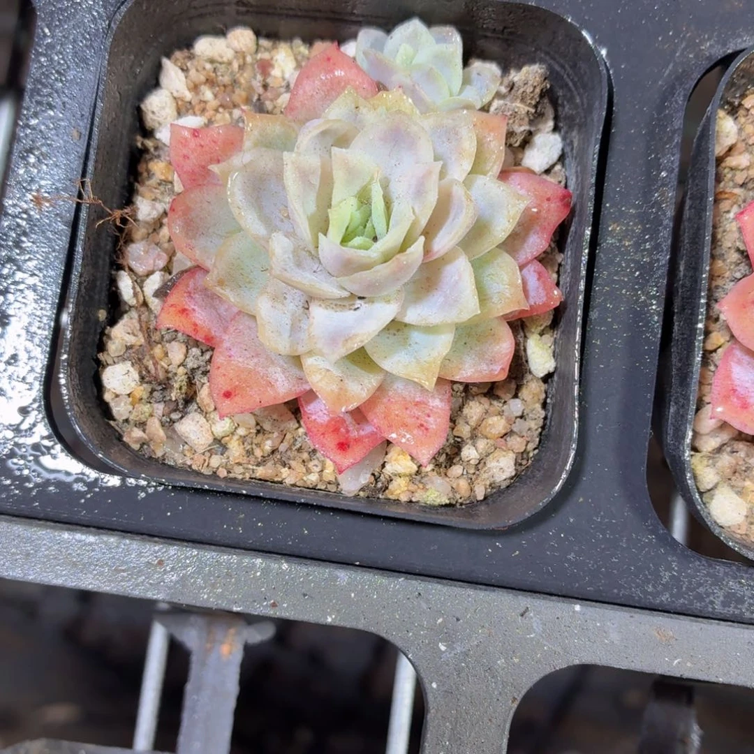 冰片锦多肉9.9包邮发货