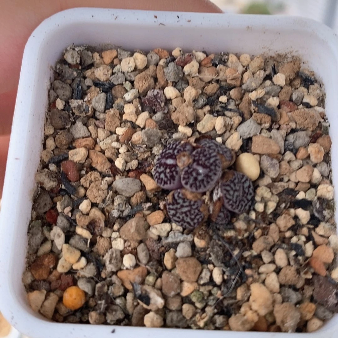 一物一拍6头墨小锥