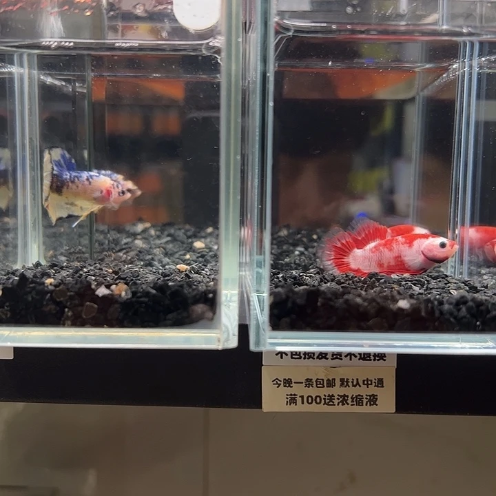 斗鱼竞拍跑单拉黑79日61送149