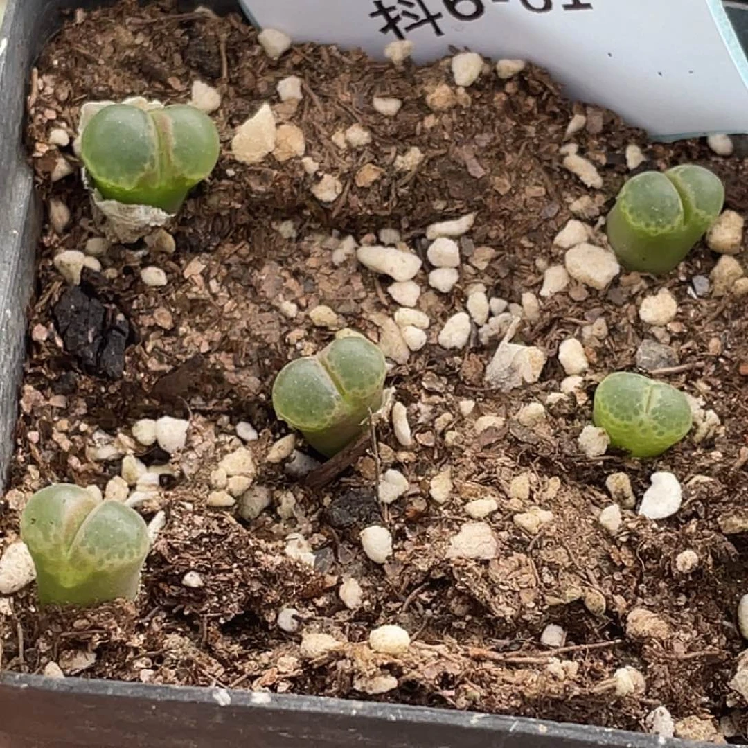 6-81樱花风铃肉锥