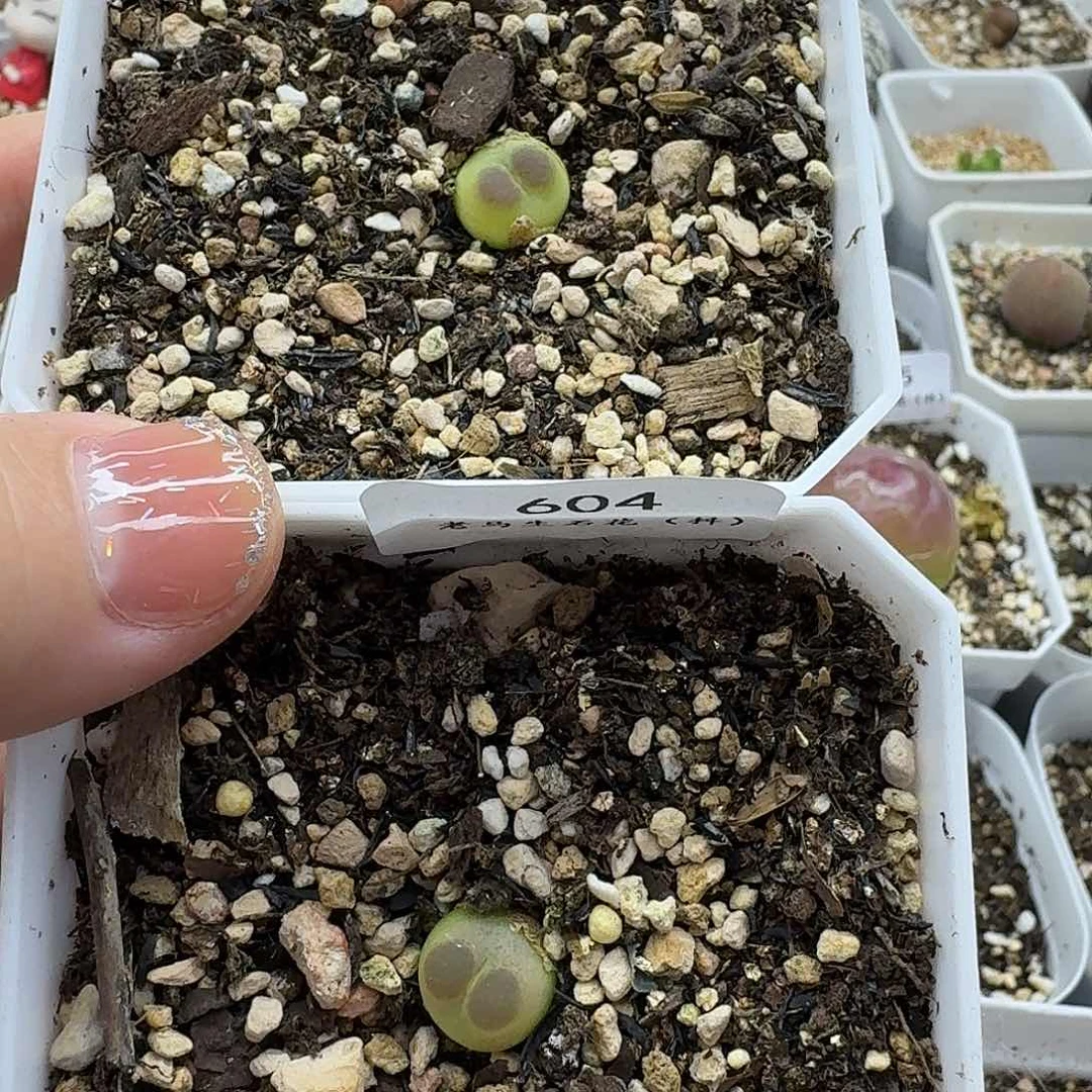 老马生石花拉登837
