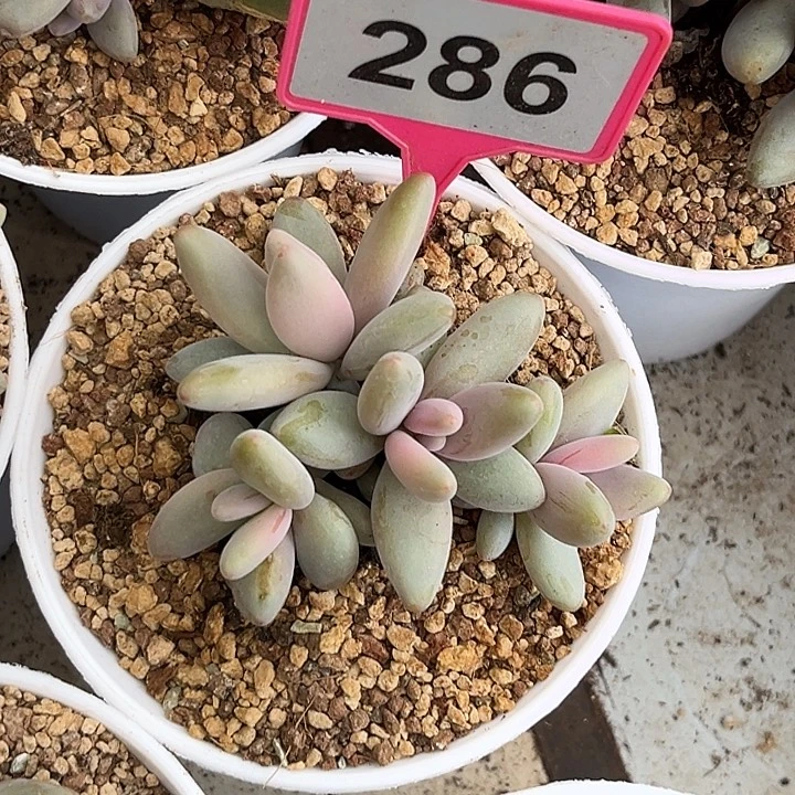 多肉植物企鹅群286