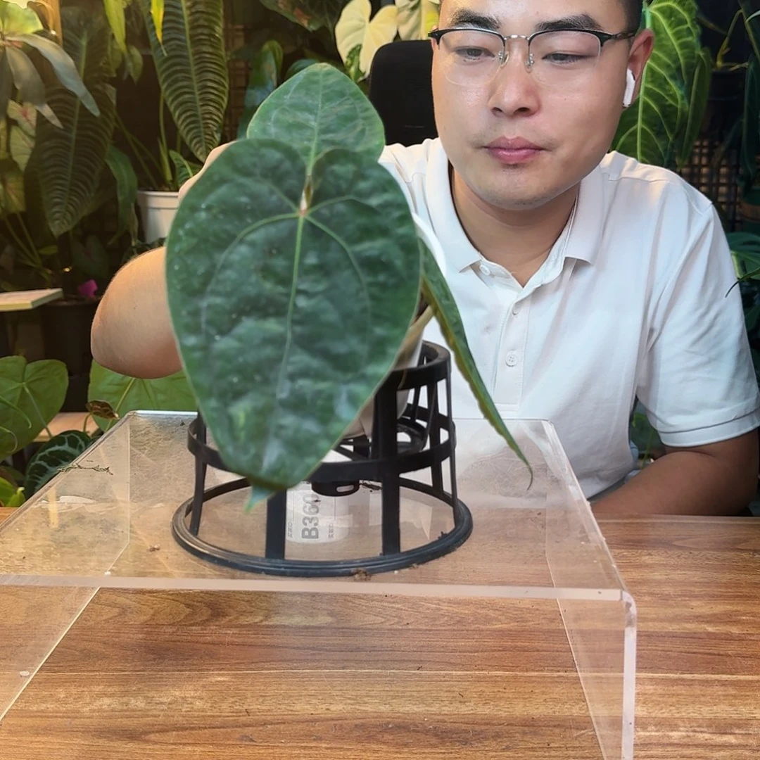 圆***圈无花朵一物一拍B360