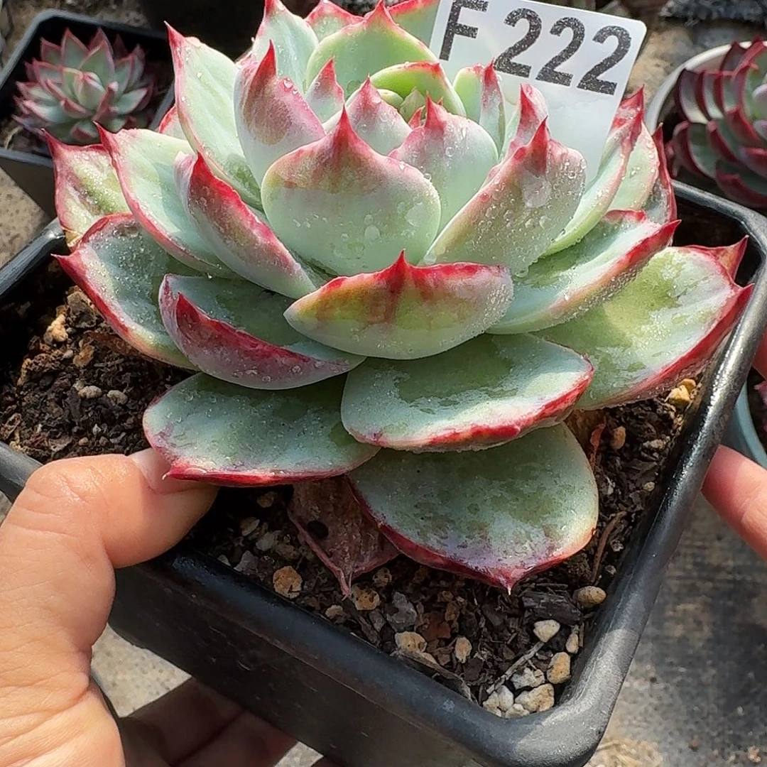 惊鸿惊鸿惊鸿 222.........