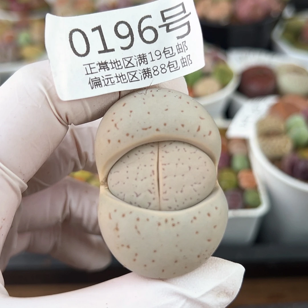 0196五年大白4.5cm