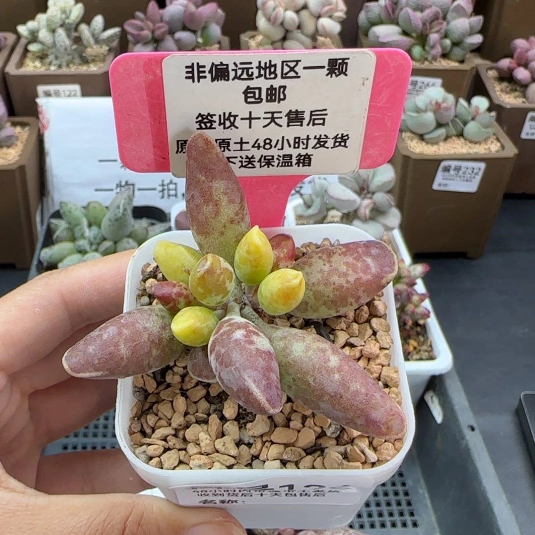X*126红蜻蜓多肉植物
