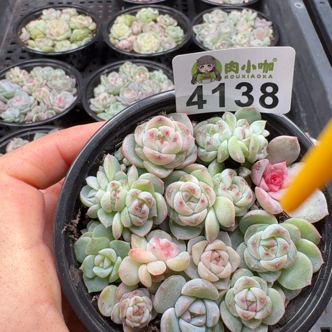 多肉植物多肉植物