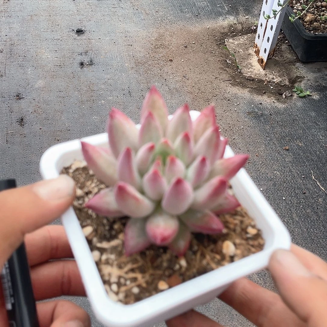 虞美人单头带盆发货