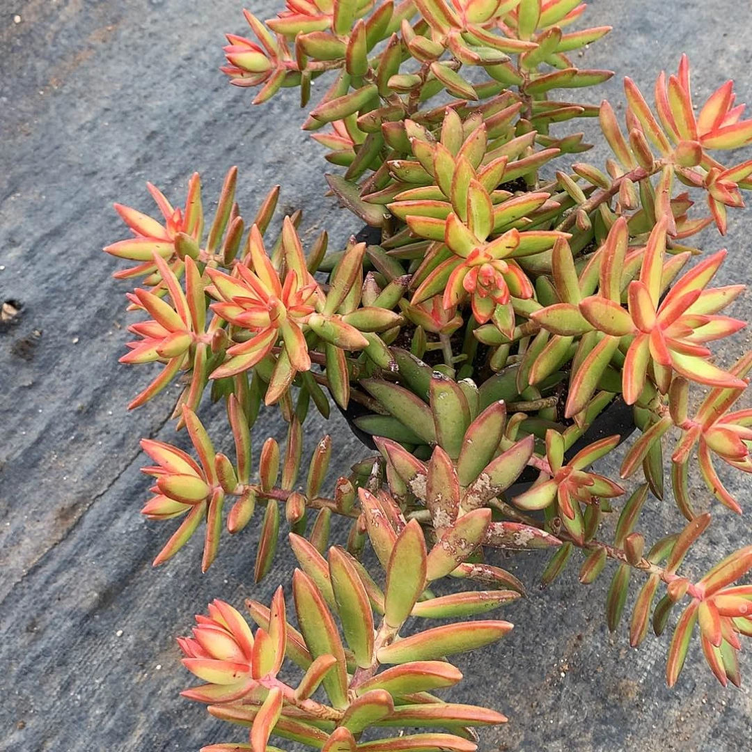 红日散一物一拍22.40