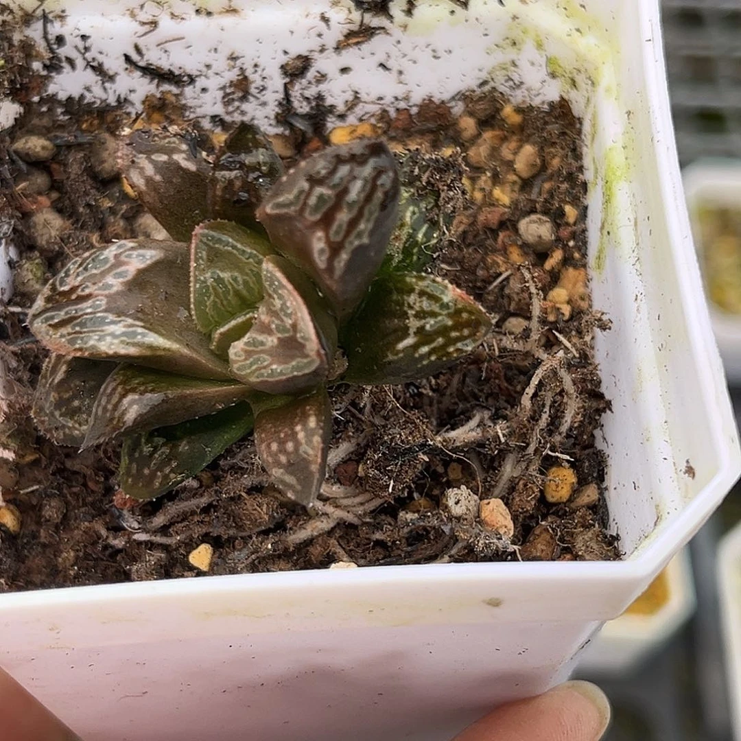 307牡丹芍药一物一图