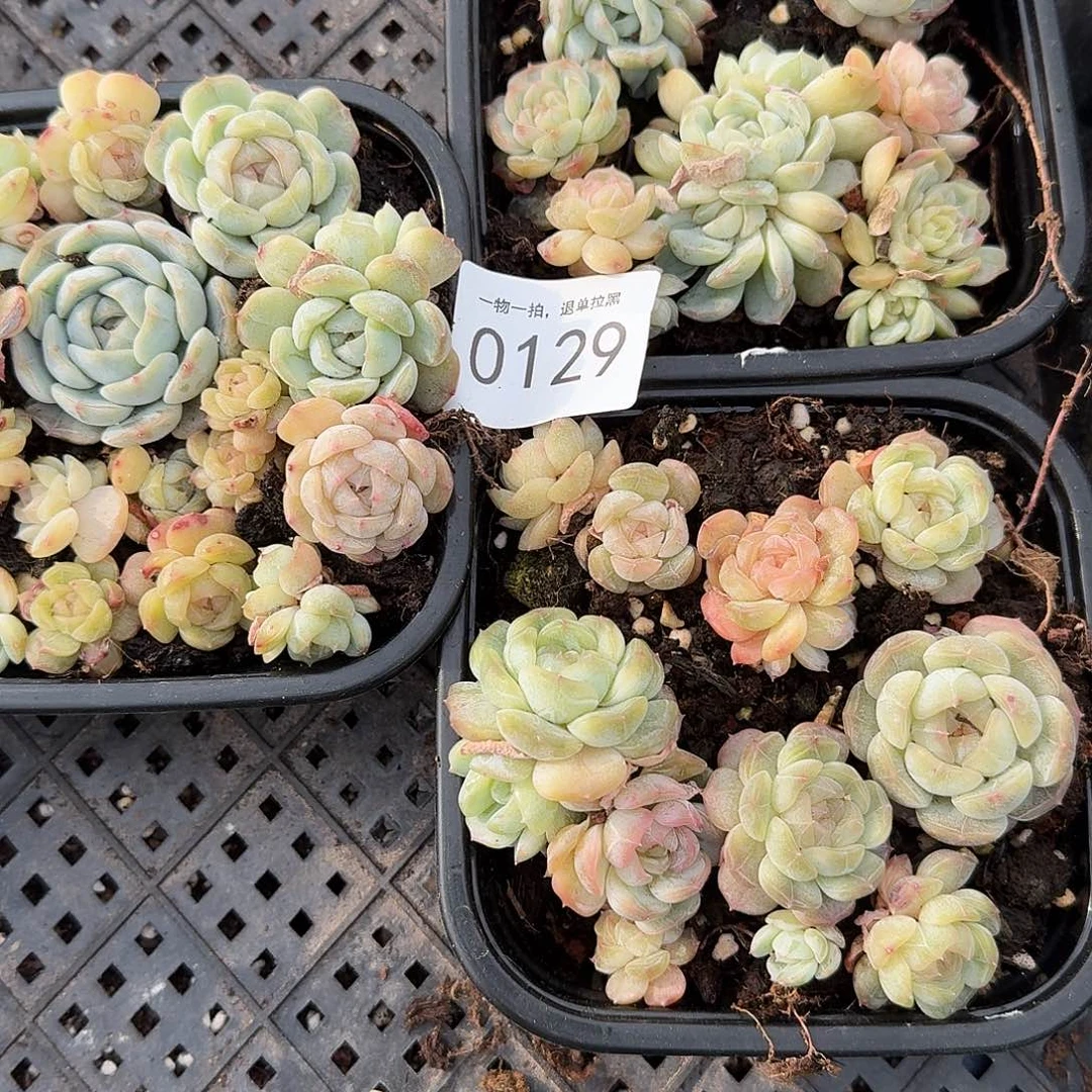 杂交新品珍妮多肉129量拍一份