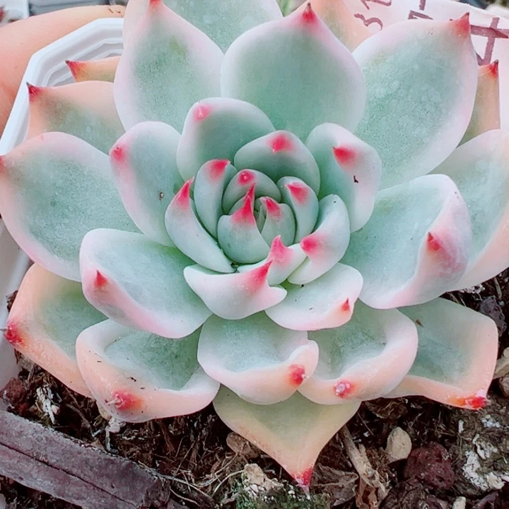 吉娃娃锦多肉植物542