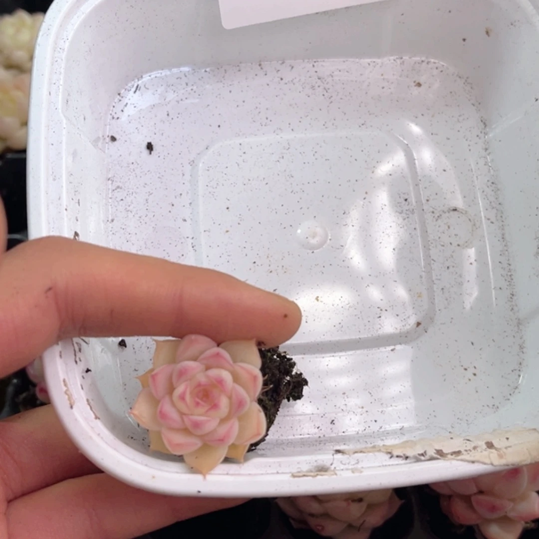 好*～HM140多肉多肉多肉