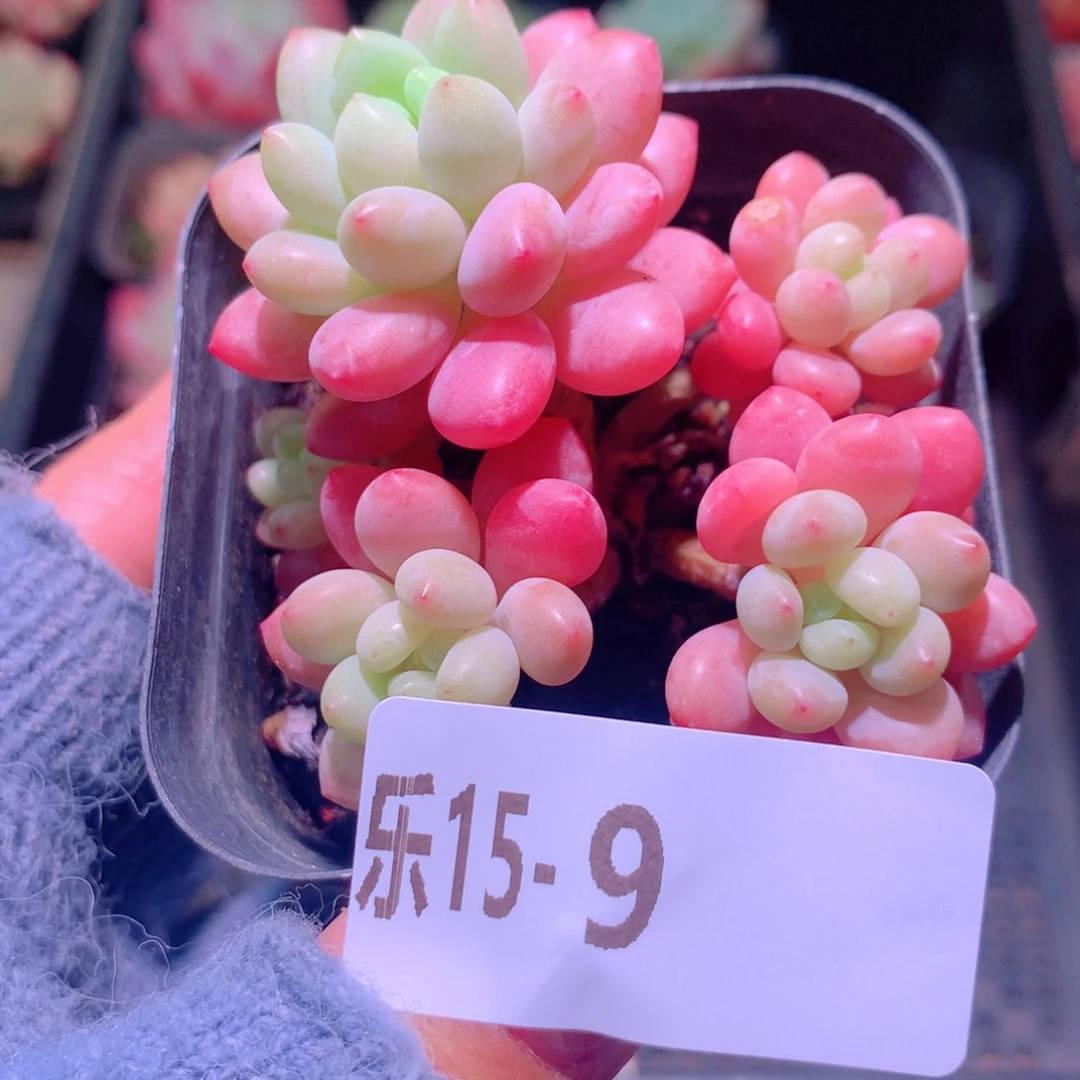 乐然15-9 洛可可群
