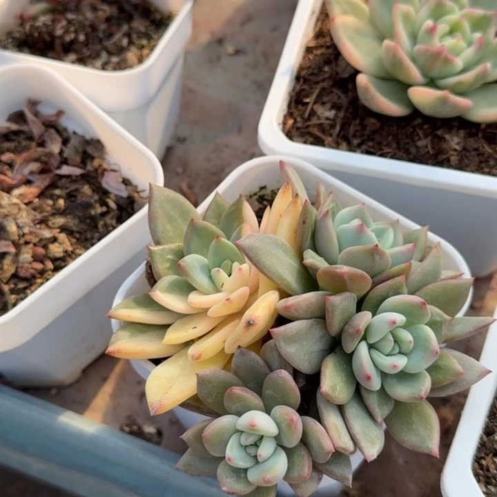 香槟锦多肉植物一物一拍