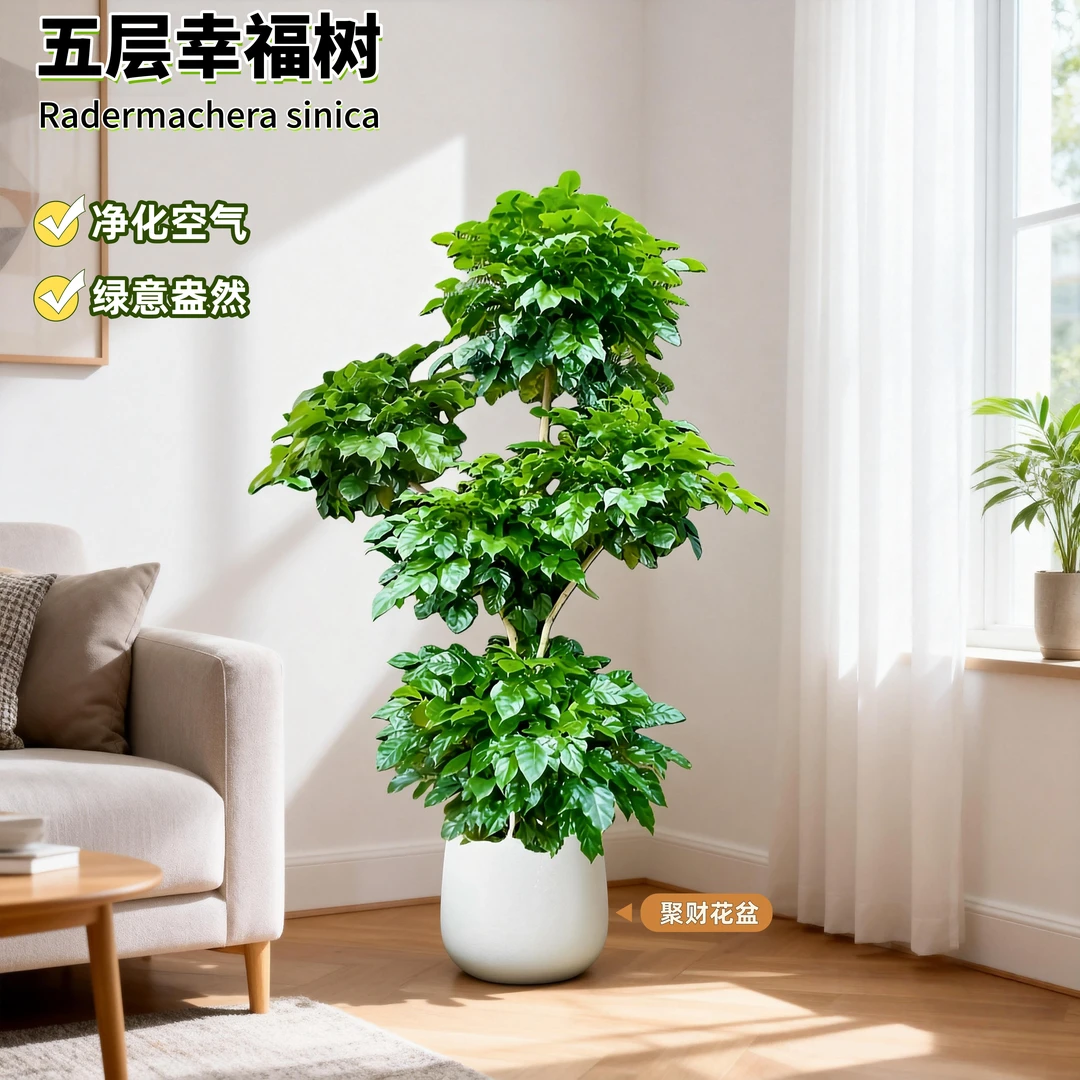【送货上门】五层幸福树1.7-1.8米老桩客厅办公室净化绿植盆栽室内