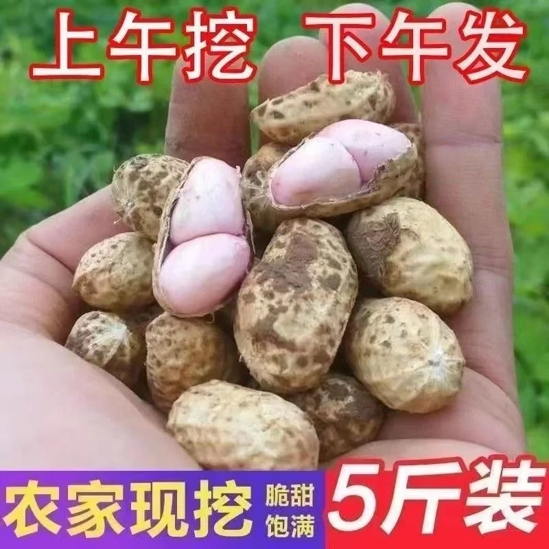 2025年新鲜带壳湿花生鲜花生现挖红皮花生农家自种生吃带壳