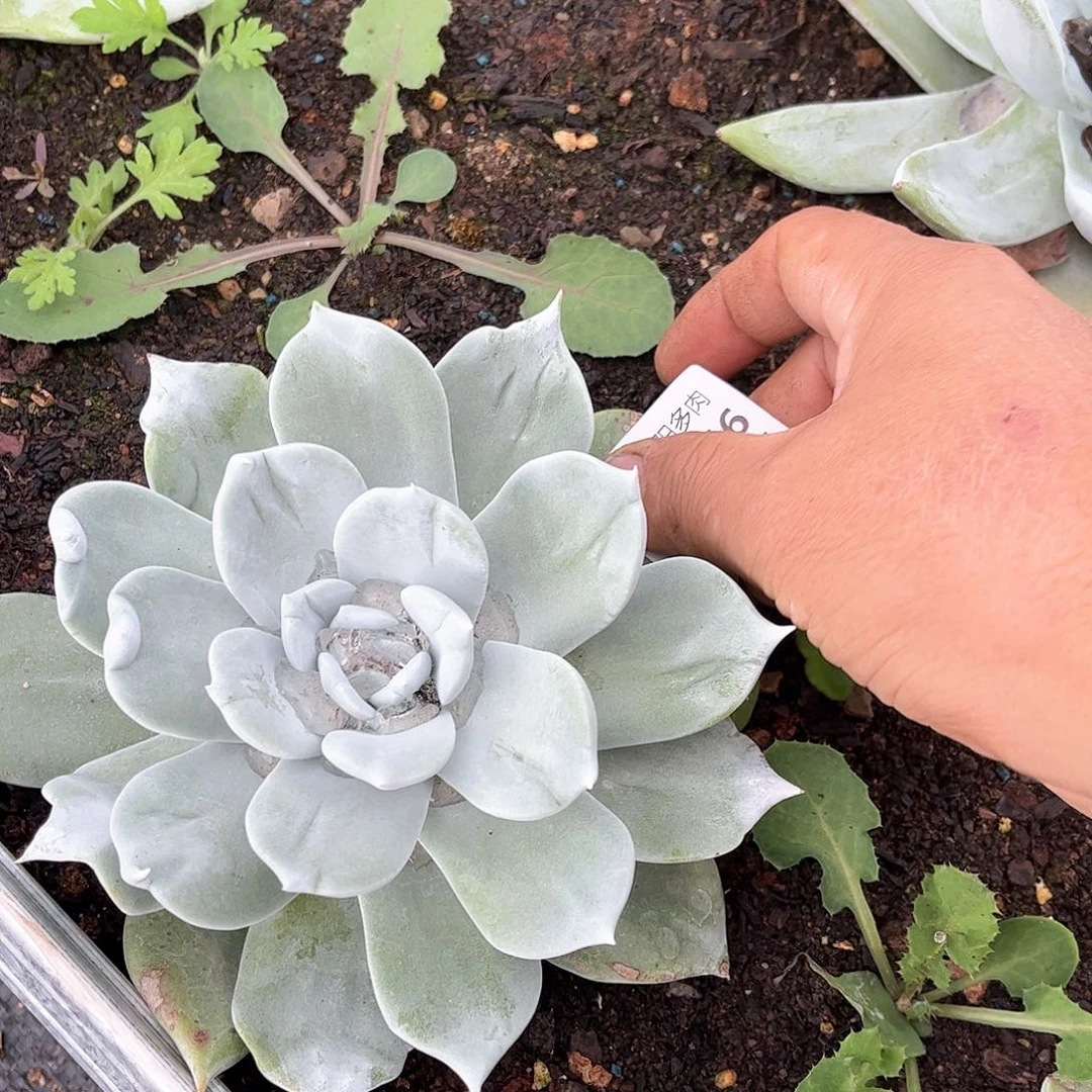 S****e6366帕翠啥仙女杯多肉