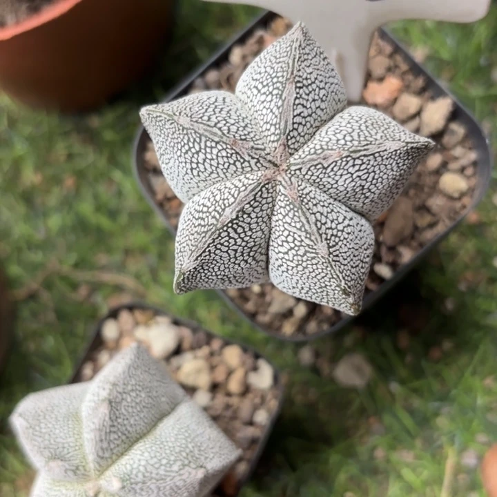 给***耶2.3恩种好美好活好皮实