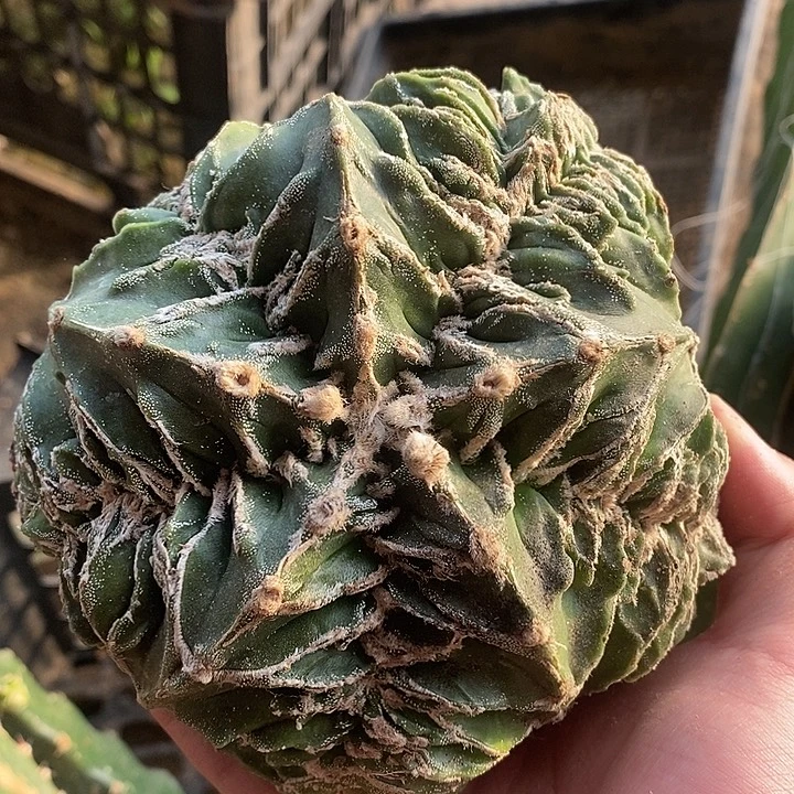 三角苗接v字海星核桃