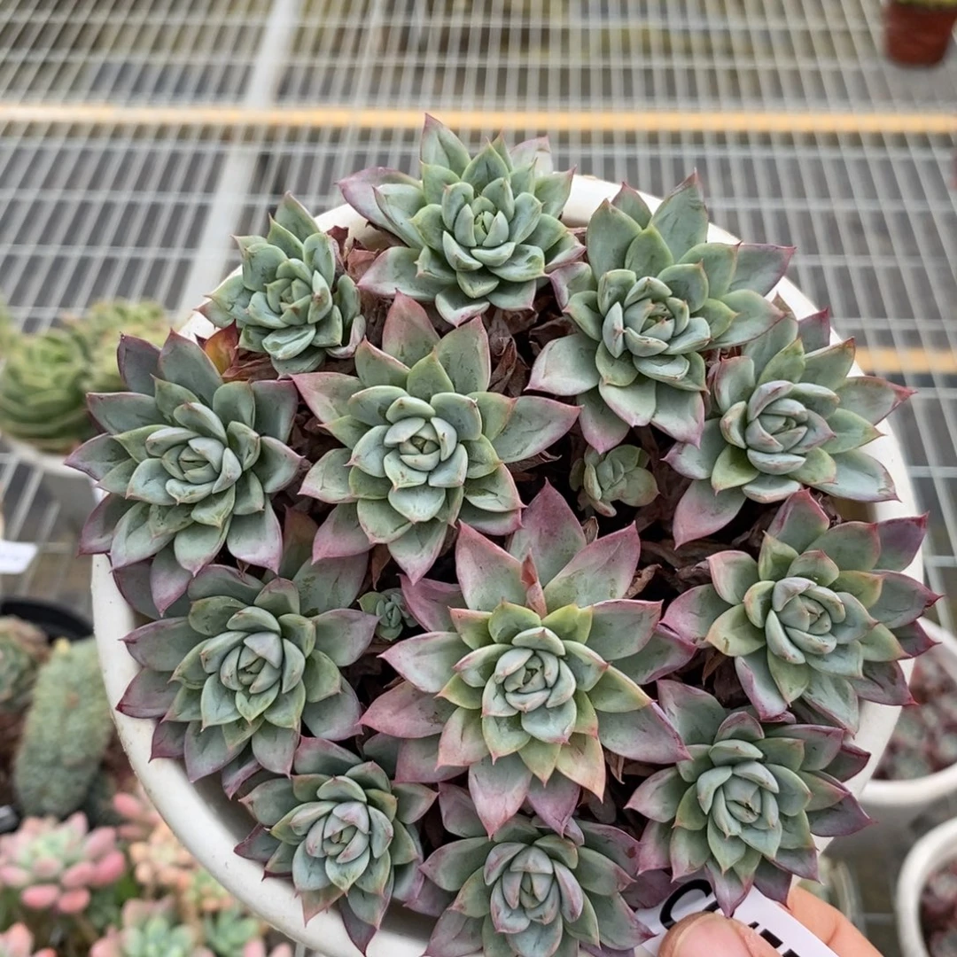 4753不知名一物一拍