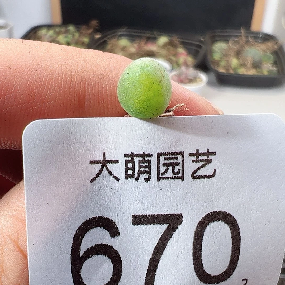 0000670 一物一拍……