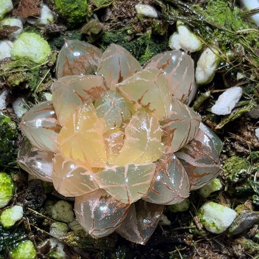 恭喜发财大吉大利997绯桃