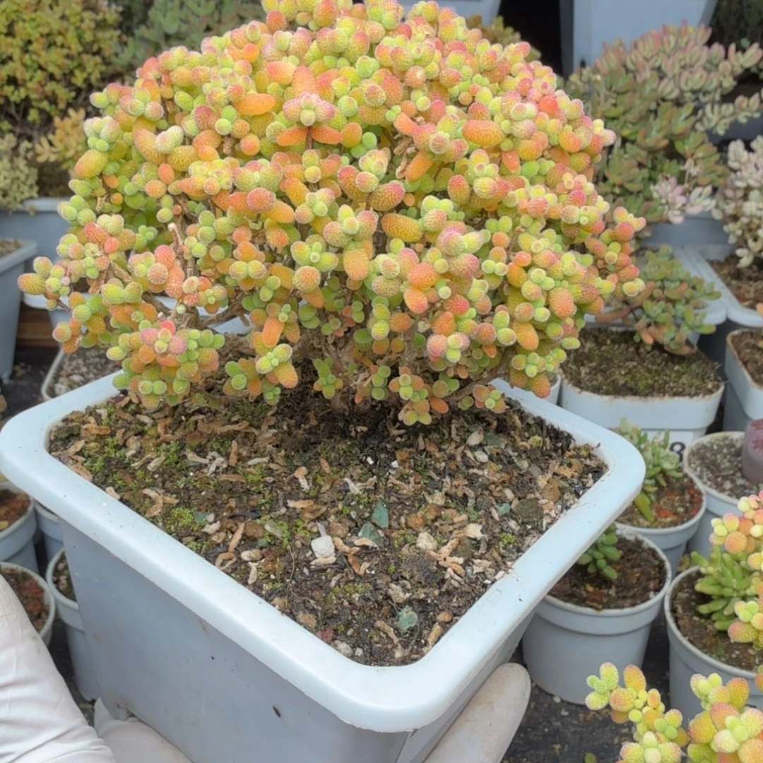 B***hA234精控金桔糖球