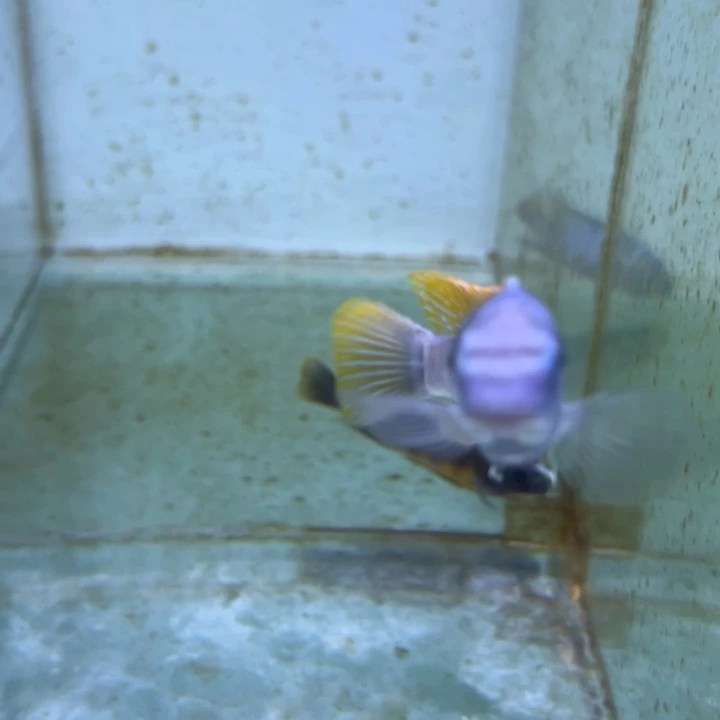 海水鱼热带淡水鱼，三湖慈鲷