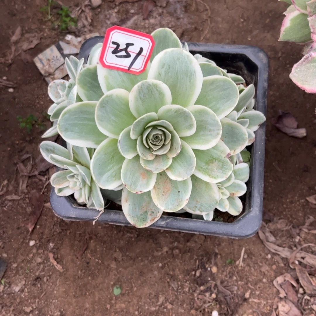 秋***空251多肉植物玫瑰锦