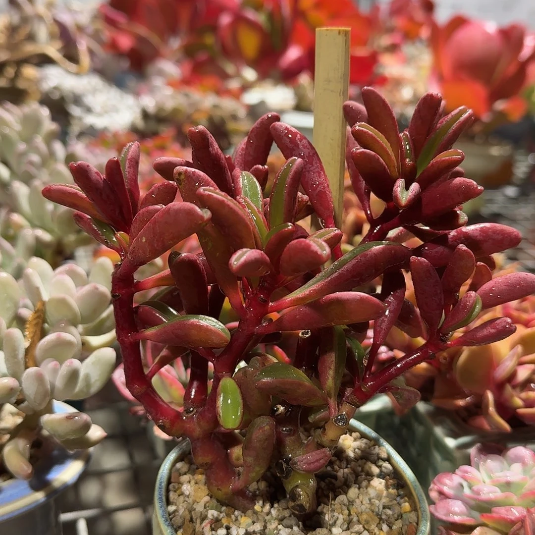 红背胶草不带盆多肉