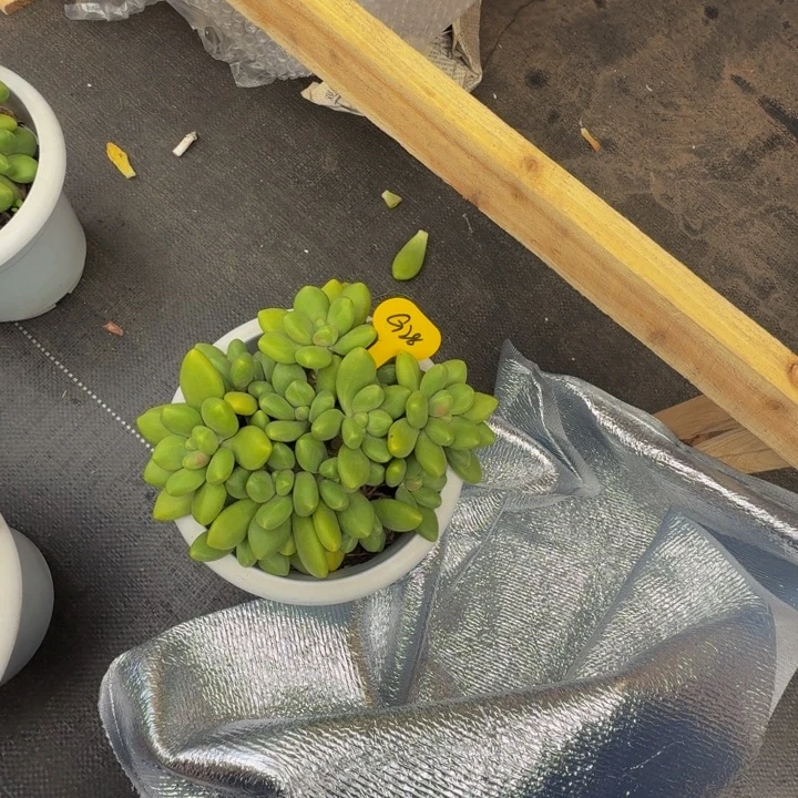 g28芒果奶群生呀呀呀