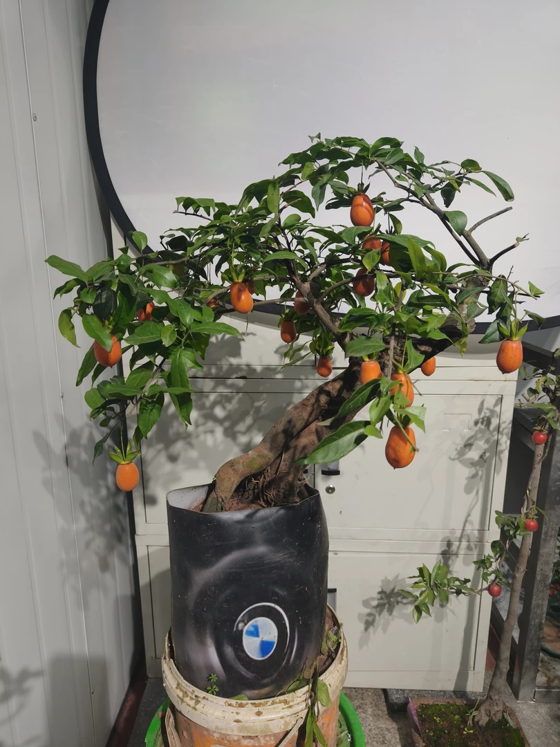 金弹子盆景（一物一拍以直播间为准）