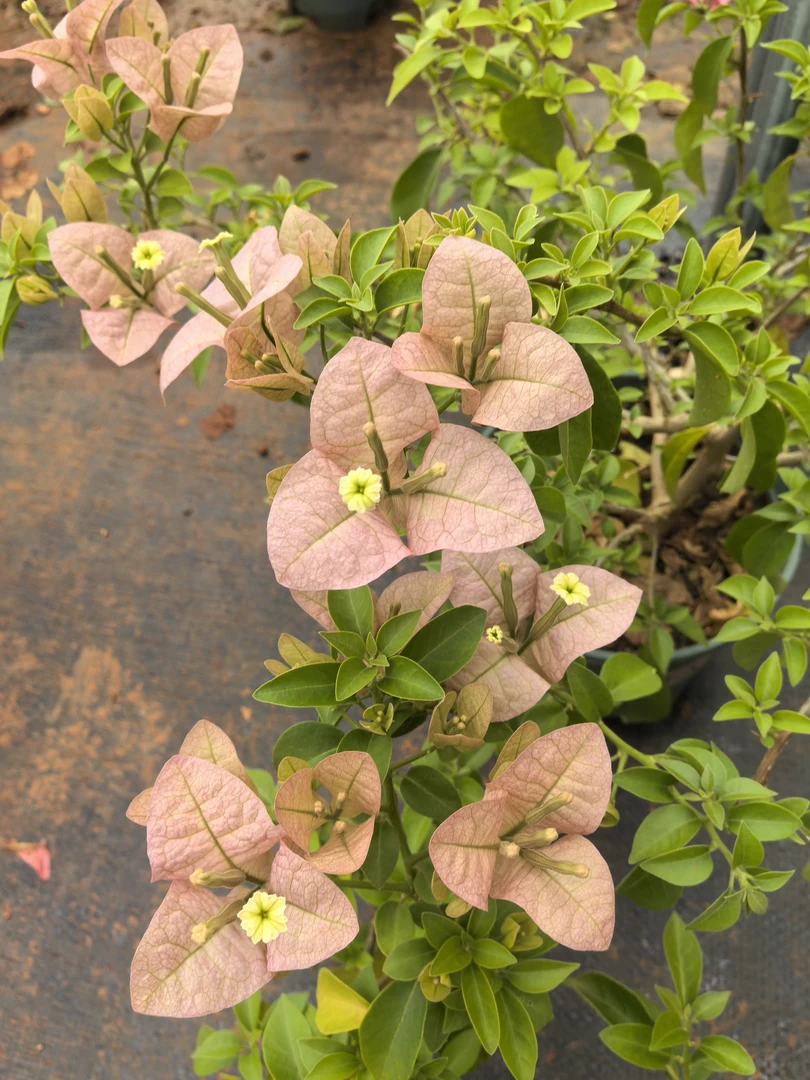 （粉黛）运输途中会落花落叶甚至光杆，不售后，介意勿拍。