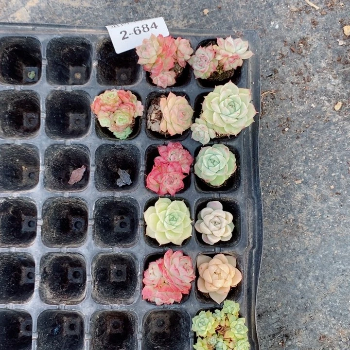 蓝**?2-684多肉多肉多肉多肉多肉多肉