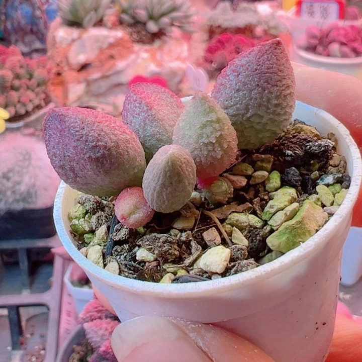 峩****?可以说是一种生活态度和