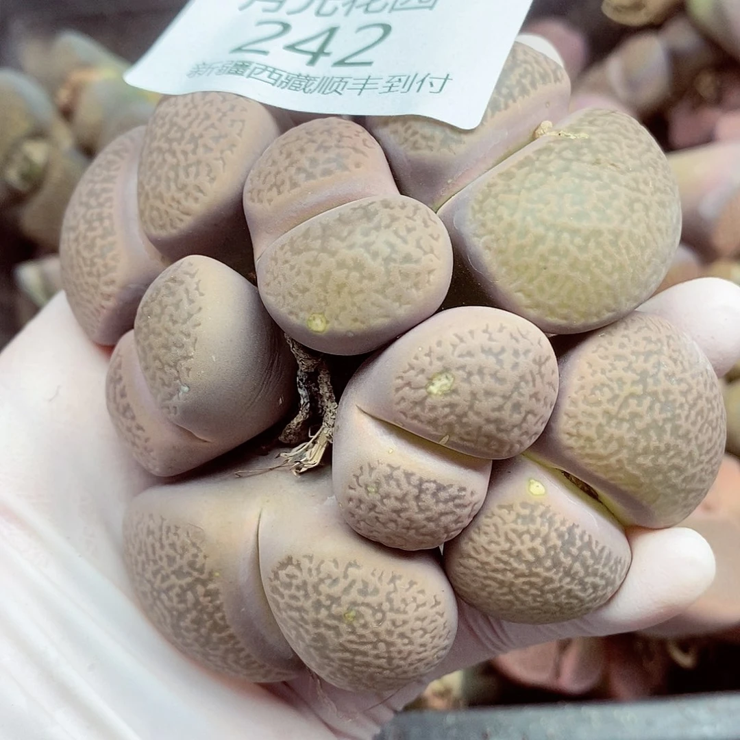 我还想再等十个人去242