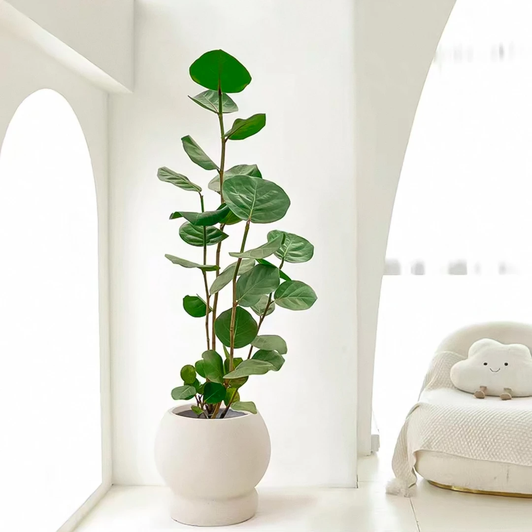 【海葡萄】绿植高端盆栽室内美化轻奢造型观叶盆栽居家办公室植物