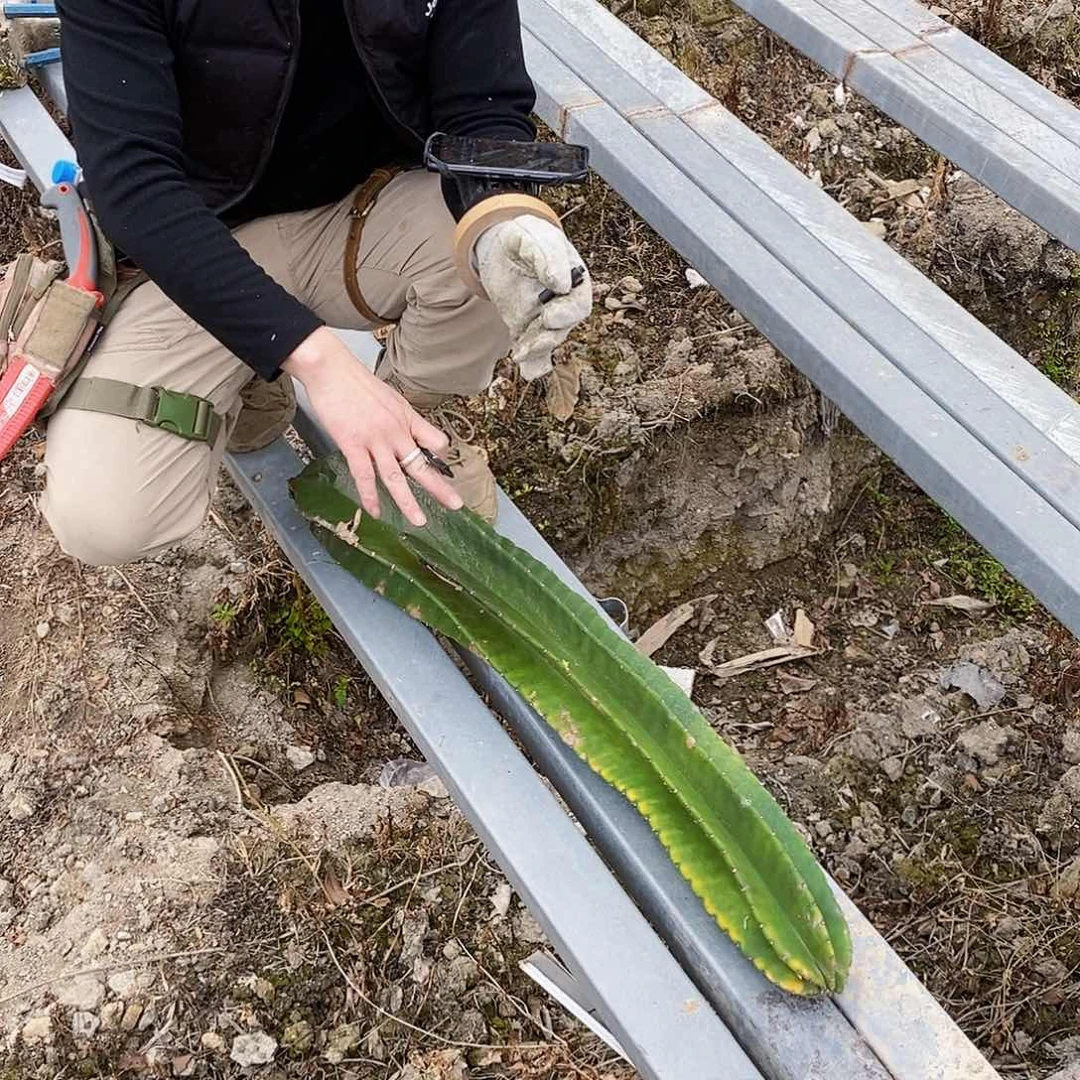 ?***园秘鲁苹果锦有瑕疵0087