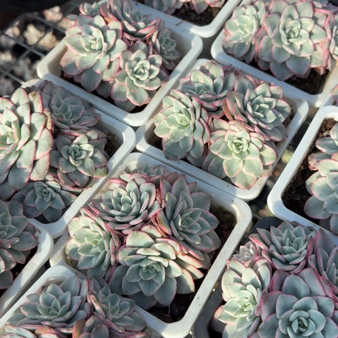 奶油黄桃锦多肉整群9㎝