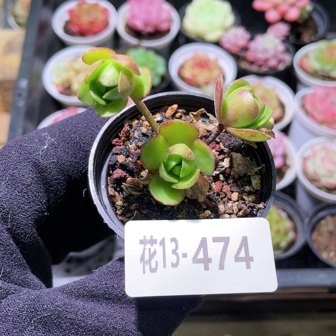 花利美13-474橄榄球玫瑰