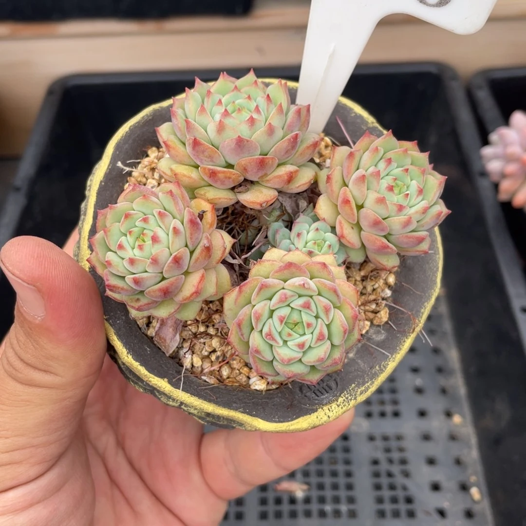 393熊猫脸不带盆8厘米