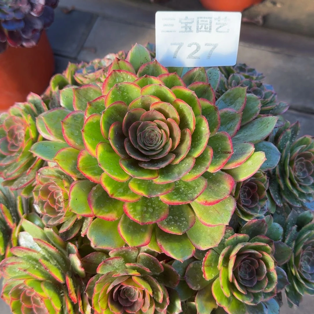 多肉植物727半夏