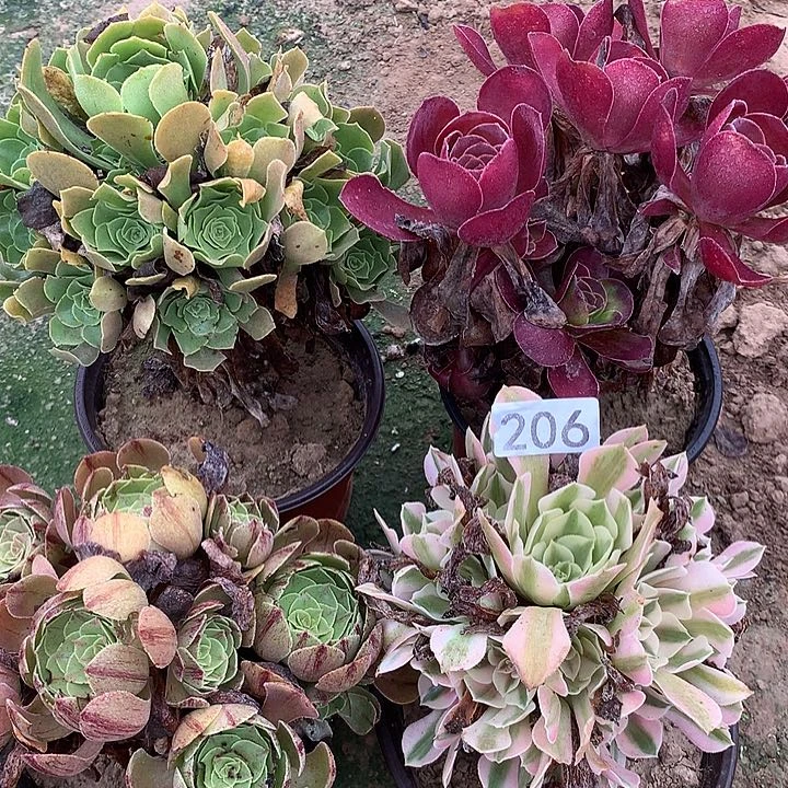 无花朵206四颗多肉植物组合