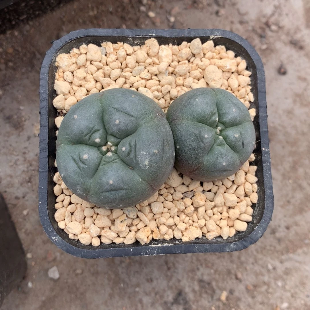 海***蓝开播福利实生仙人球仙人球