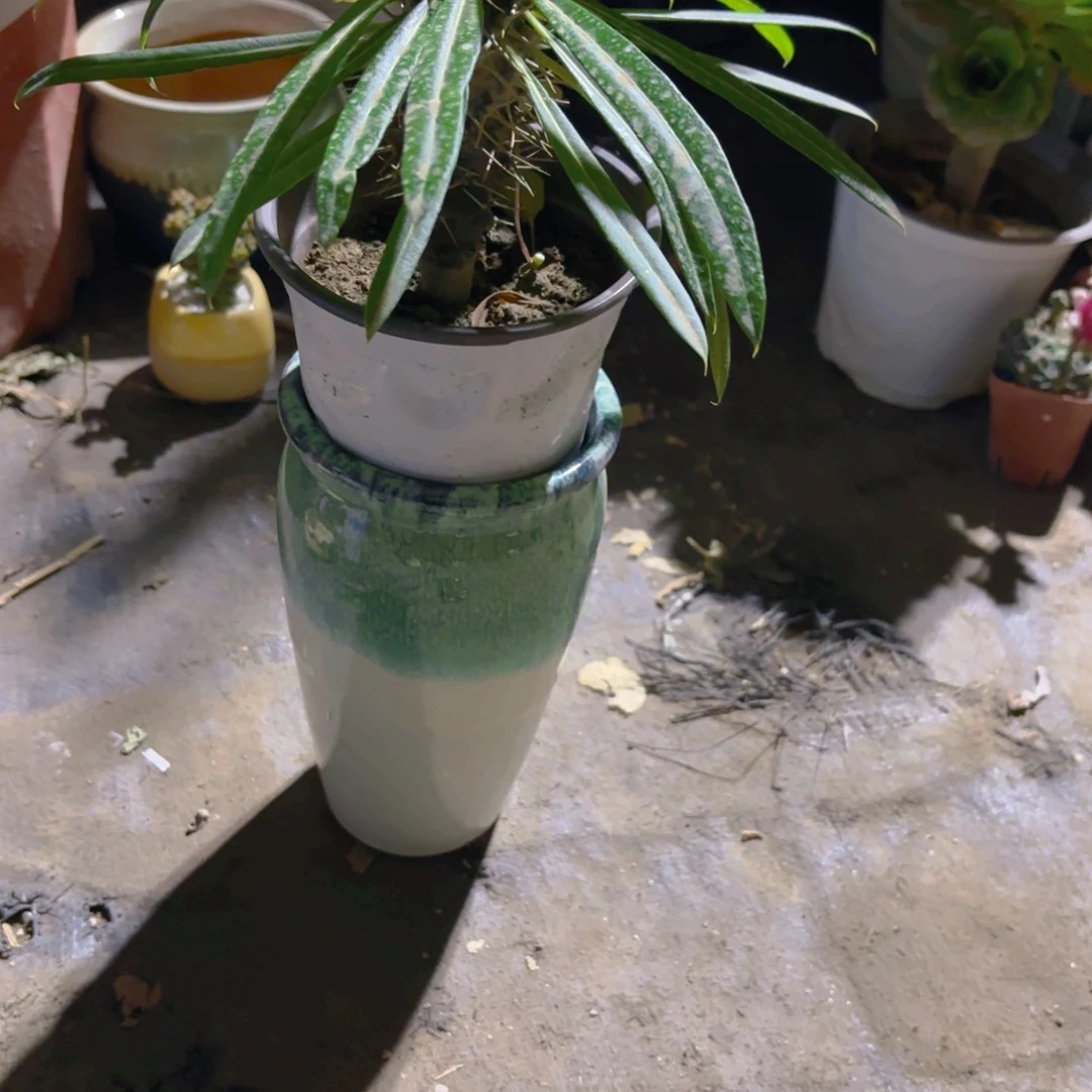 こ***e霸王树带盆新疆包邮