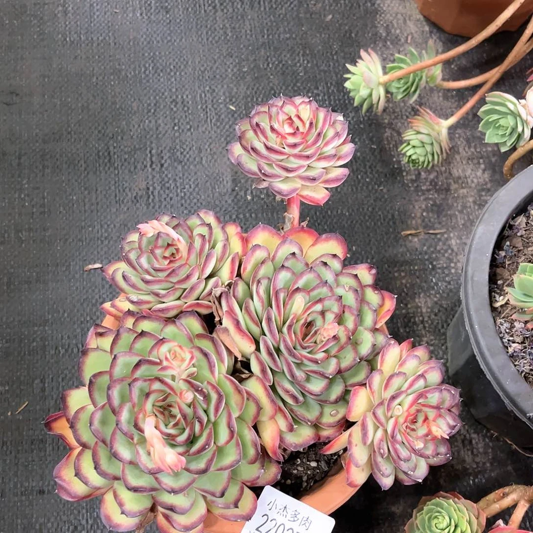 肉酱玫瑰群22027