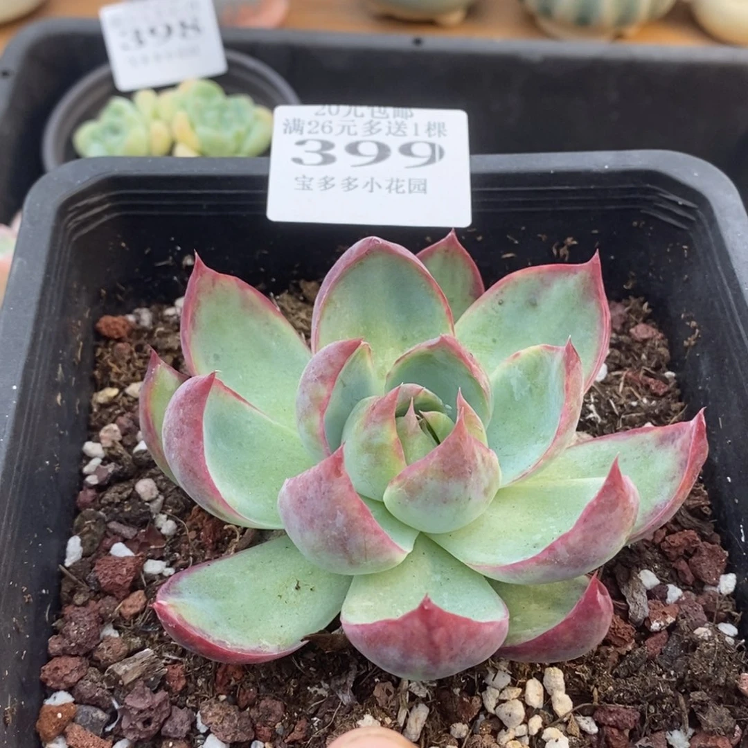 惊鸿9cm 一物一拍满20元包邮满26送一颗