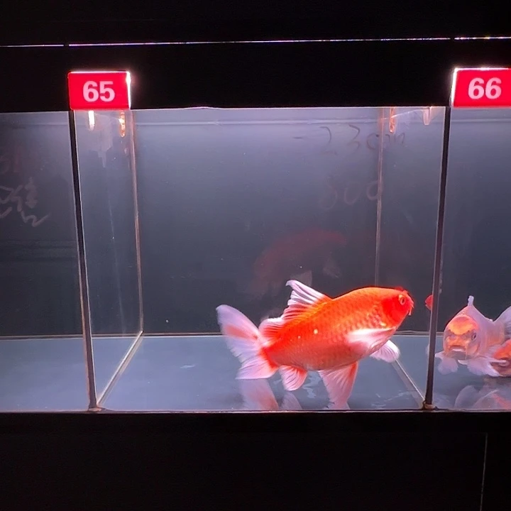 蝴蝶鲤鱼65号红蝴蝶